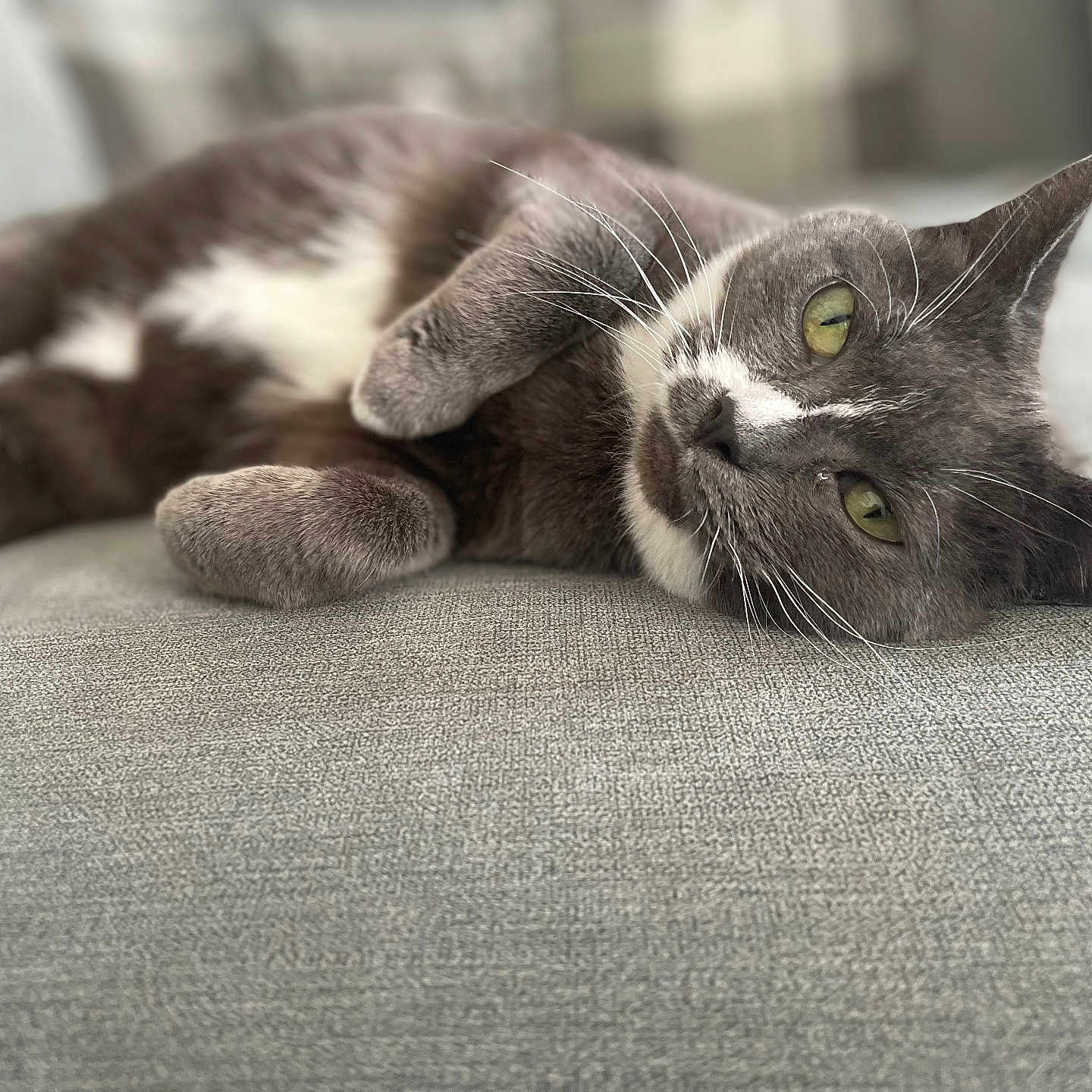 Cortana is registered to the contest to win money with this photo: animal, cat, close_up, couch, cozy, cute, domestic_cat, feline, fur, gray_cat, home, indoor, laying_down, pet, relaxing, resting, sleepy, soft_light, whiskers, white_cat