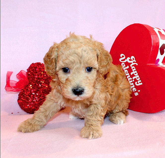 Bella is registered to the contest to win money with this photo: canidae, carnivore, companion_dog, dog, dog_breed, dog_supply, fashion_accessory, font, liver, non_sporting_group, pattern, pet_supply, shih_poo, snout, sporting_group, toy, toy_dog, water_dog, working_animal, yorkipoo