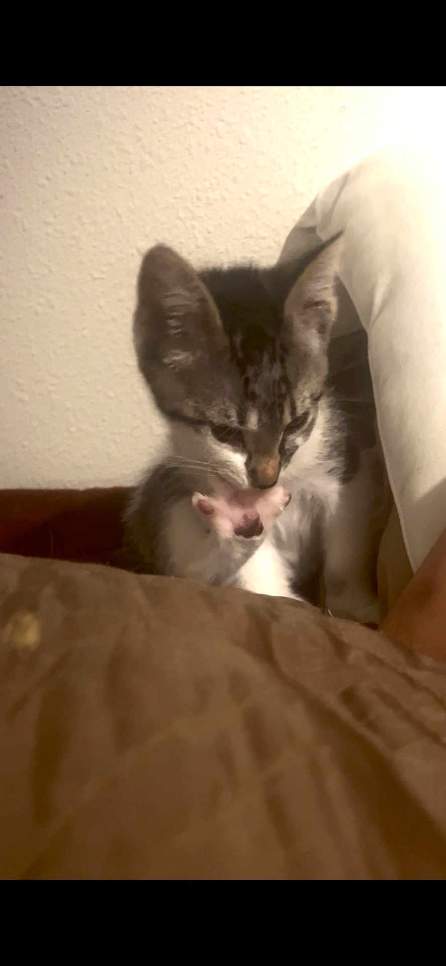 Dandy joined the competition — help win amazing prizes! kitten, cat, toy, mouse, paw, indoor, cushion, brown, white_wall, pet, animal, curious, small, feline, leg, clothing, soft_light, playful, closeup, domestic