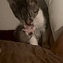 Dandy is registered to the contest to win money with this photo: kitten, paw, cat, indoor, pet, feline, blurred, bed, pillow, brown_blanket, cute, animal, small, young, whiskers, ears, soft, cozy, resting, fur