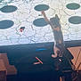 Dandy is registered to the contest to win money with this photo: kitten, cat, television, game, screen, paw, indoor, curious, playing, furniture, cables, remote_control, floor, table, technology, pets, home, entertainment, animal, observer