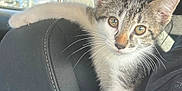 Dandy is registered to the contest to win money with this photo: kitten, cat, car_seat, claws, curious, indoor, travel, window, daylight, animal, pet, young_cat, fur, whiskers, ears, seat_headrest, person_partial, black_fabric, stitching, automobile_interior