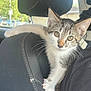 kitten, cat, car_seat, claws, curious, indoor, travel, window, daylight, animal, pet, young_cat, fur, whiskers, ears, seat_headrest, person_partial, black_fabric, stitching, automobile_interior