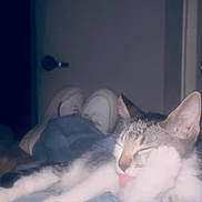 Dandy joined the competition — help win amazing prizes! cat, tabby_cat, tongue_out, jeans, belt, person, lap, relaxing, indoor, door, sneakers, footwear, clothing, feline, pet, animal, resting, blurred_background, casual, comfort
