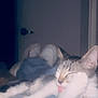 cat, tabby_cat, tongue_out, jeans, belt, person, lap, relaxing, indoor, door, sneakers, footwear, clothing, feline, pet, animal, resting, blurred_background, casual, comfort