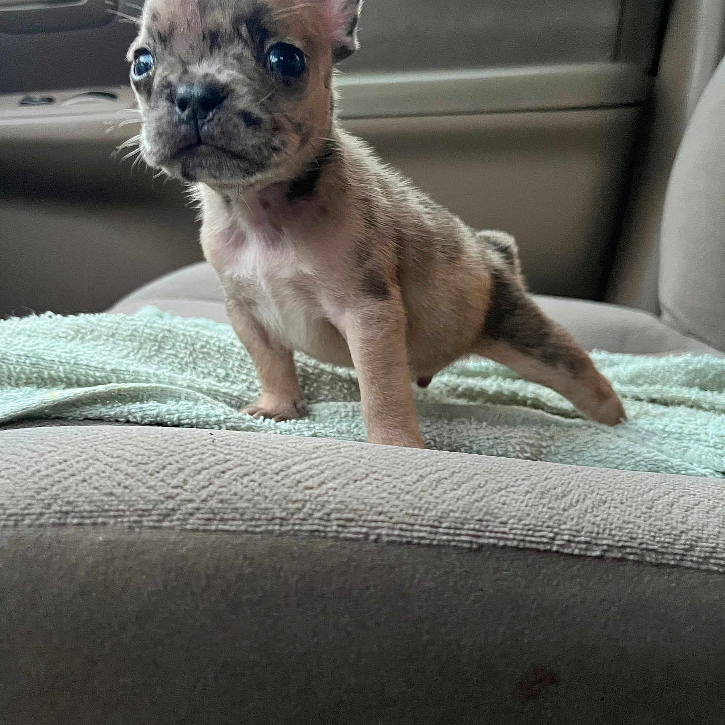 Diesel joined the competition — help win amazing prizes! alert, animal, car_interior, curious, cute, dog, ears, eyes, face, fur, indoor, legs, nose, pet, puppy, seat, small, spotted, towel, young