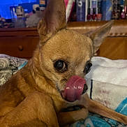 Mika joined the competition — help win amazing prizes! animal, blanket, brown, chihuahua, close_up, companion, cozy, cute, dog, domestic, ears, fur, furniture, indoor, licking, pet, resting, small_dog, snout, tongue