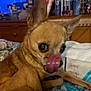 animal, blanket, brown, chihuahua, close_up, companion, cozy, cute, dog, domestic, ears, fur, furniture, indoor, licking, pet, resting, small_dog, snout, tongue