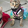 Luna is registered to the contest to win money with this photo: kitten, cat, pet, tutu, harness, leash, concrete_floor, curious, wide_eyes, animal, feline, playful, colorful, costume, sitting, indoor, young, cute, striped, small