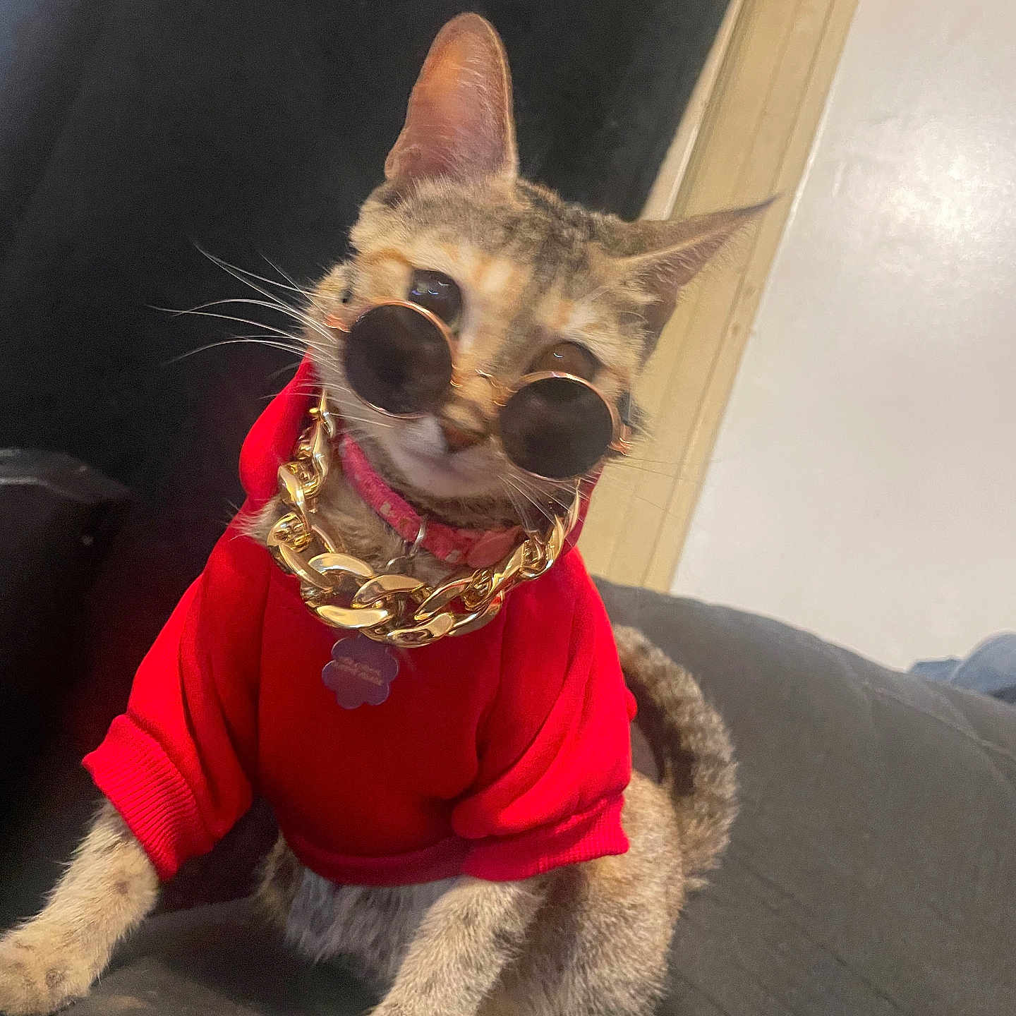 Luna is registered to the contest to win money with this photo: accessories, animal, cat, cool, couch, cute, domestic_animal, ears, fashion, feline, fur, gold_chain, indoor, pet, portrait, red_hoodie, relaxed, stylish, sunglasses, whiskers