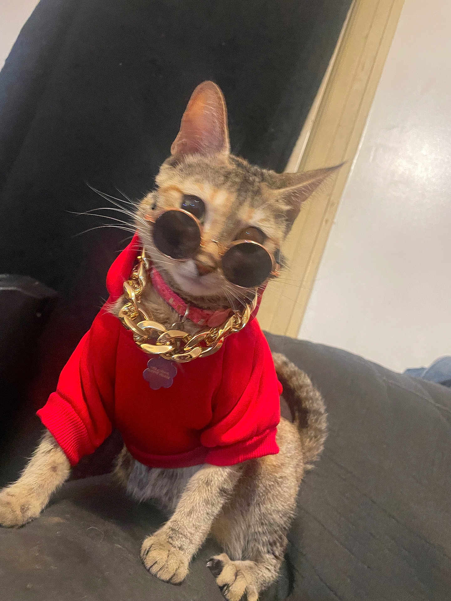 Luna is registered to the contest to win money with this photo: cat, pet, animal, feline, sunglasses, red_hoodie, gold_chain, indoor, couch, fur, whiskers, ears, cute, fashion, accessories, portrait, domestic_animal, relaxed, cool, stylish