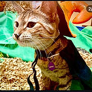 Luna joined the competition — help win amazing prizes! cat, tabby_cat, witch_hat, costume, pet, animal, curious, closeup, green_background, straw, indoor, whiskers, collar, name_tag, orange, black, feline, cute, portrait, domestic_cat