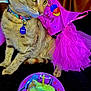 Luna joined the competition — help win amazing prizes! cat, birthday, tutu, plate, candle, collar, pet, celebration, yellow_eyes, pink, feline, animal, indoor, closeup, fur, cute, party, colorful, food, decor