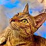 cat, tabby_cat, close_up, portrait, whiskers, ears, eyes, feline, curious, looking_up, fur, animal, pet, domestic_animal, indoor, soft_background, clouds, blue_sky, muzzle, face