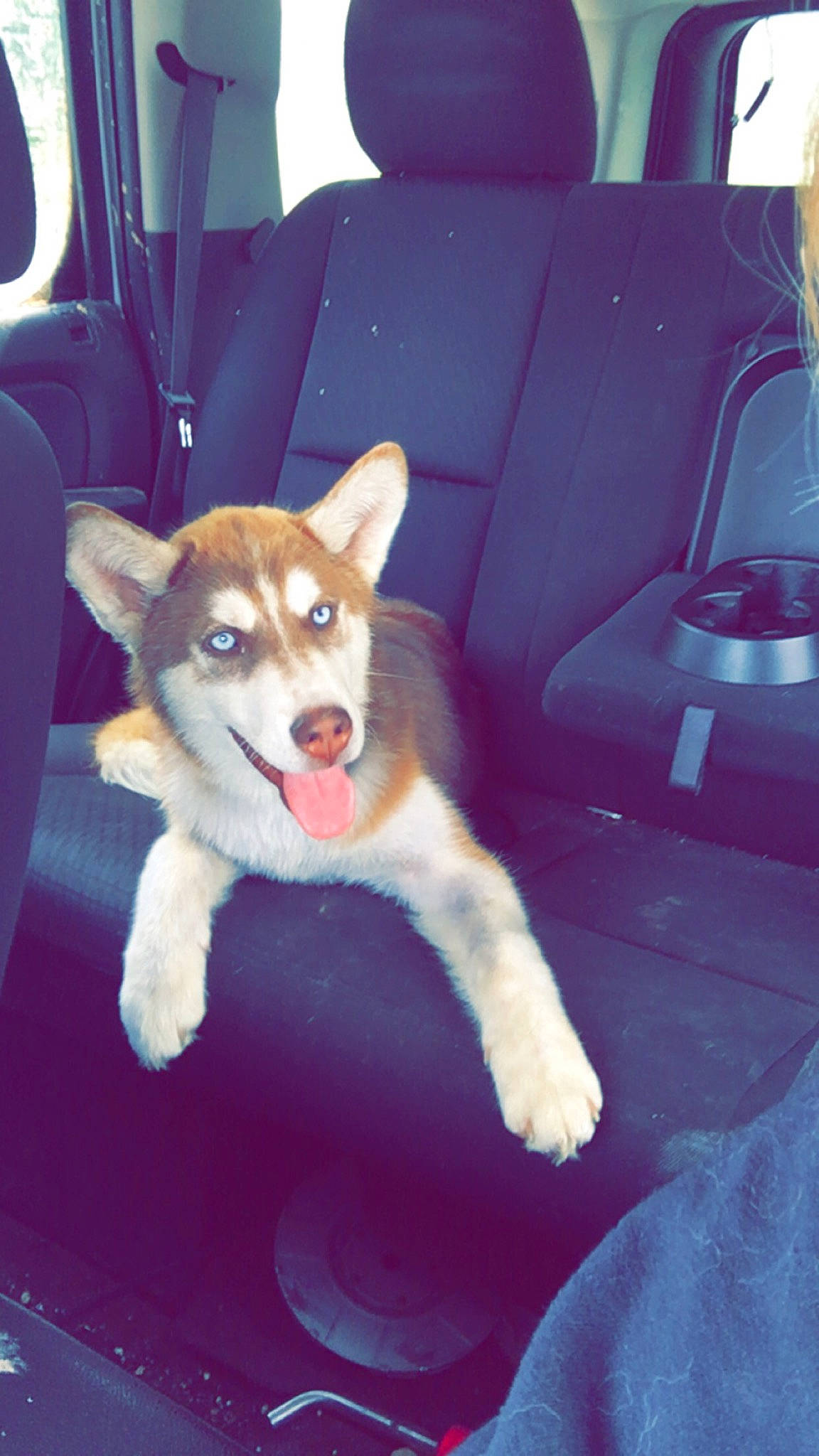 Axel is registered to the contest to win money with this photo: automotive_exterior, canidae, car, car_seat, carnivore, chair, comfort, companion_dog, dog, dog_breed, fur, herding_dog, sitting, snout, sporting_group, tail, vehicle, vehicle_door, working_animal, working_dog