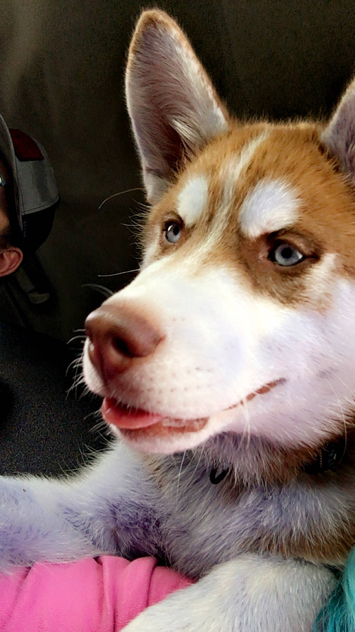 Axel joined the competition — help win amazing prizes! ancient_dog_breeds, canidae, canis, carnivore, companion_dog, dog, dog_breed, eye, fawn, fur, herding_dog, non_sporting_group, sled_dog, snout, sporting_group, terrestrial_animal, whiskers, wildlife, working_animal, working_dog