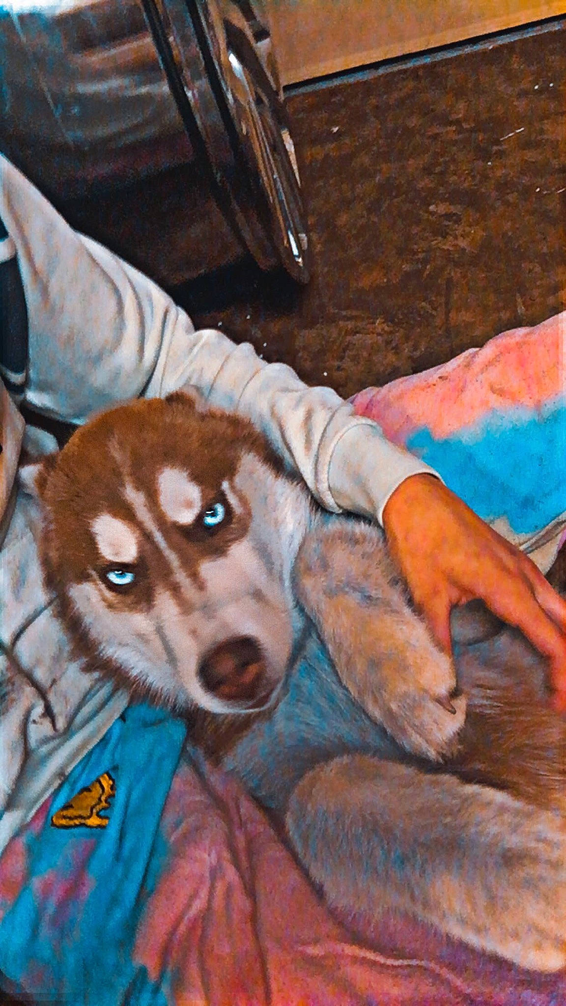 Axel is registered to the contest to win money with this photo: art, canidae, carnivore, companion_dog, dog, dog_breed, dog_clothes, drawing, fawn, fur, luggage_and_bags, painting, paw, puppy, sitting, snout, sporting_group, toy_dog, whiskers, working_animal