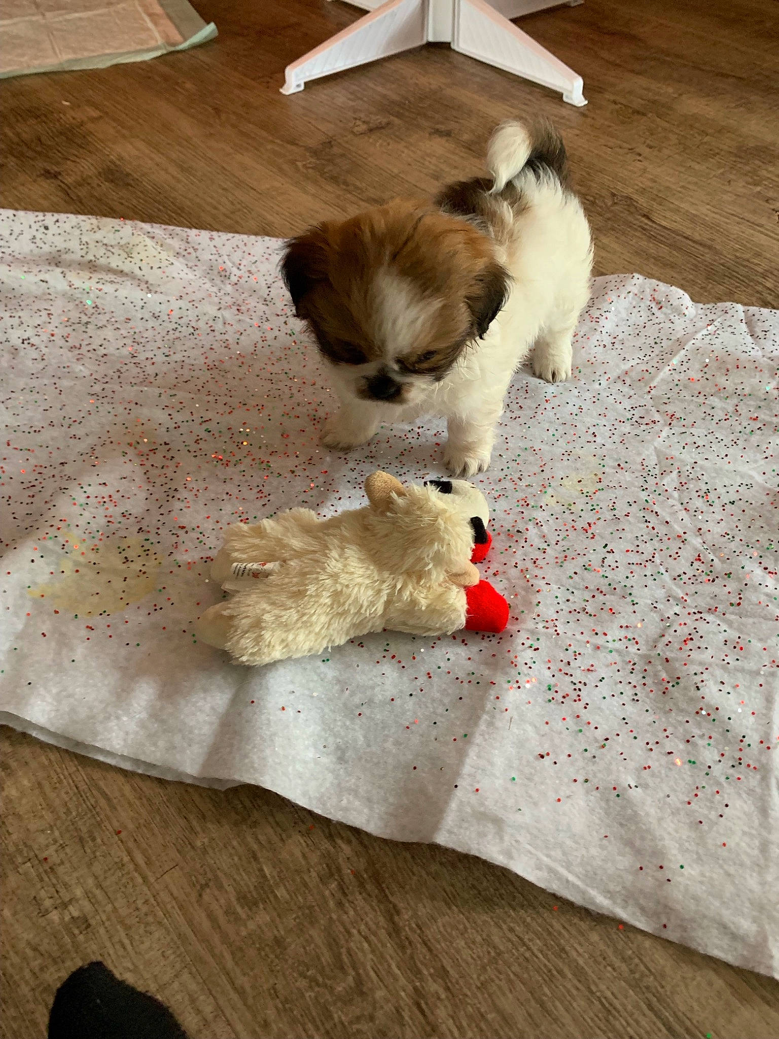 Sassy is registered to the contest to win money with this photo: canidae, carnivore, cat, comfort, companion_dog, dog_breed, dog_supply, fawn, felidae, flooring, fur, hardwood, linens, paw, pet_supply, small_to_medium_sized_cats, table, tail, toy_dog, wood