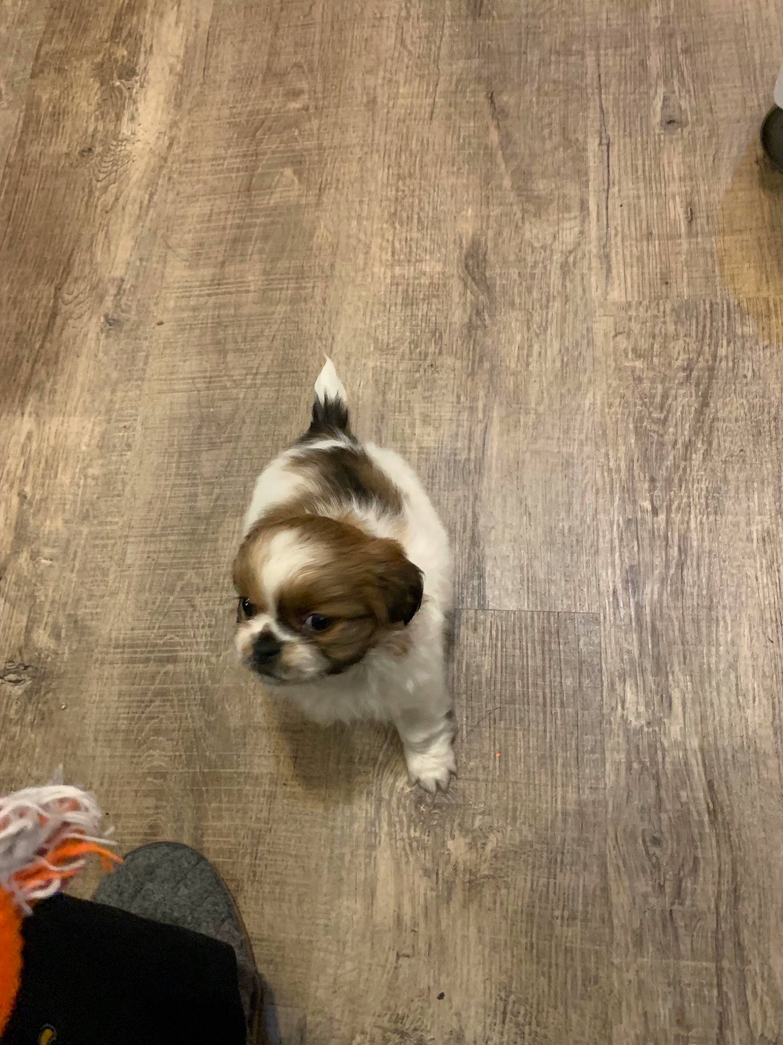 Sassy joined the competition — help win amazing prizes! canidae, carnivore, cat, companion_dog, dog_breed, domestic_short_haired_cat, fawn, felidae, flooring, fur, grey, hardwood, paw, shadow, small_to_medium_sized_cats, snout, sporting_group, tail, whiskers, wood