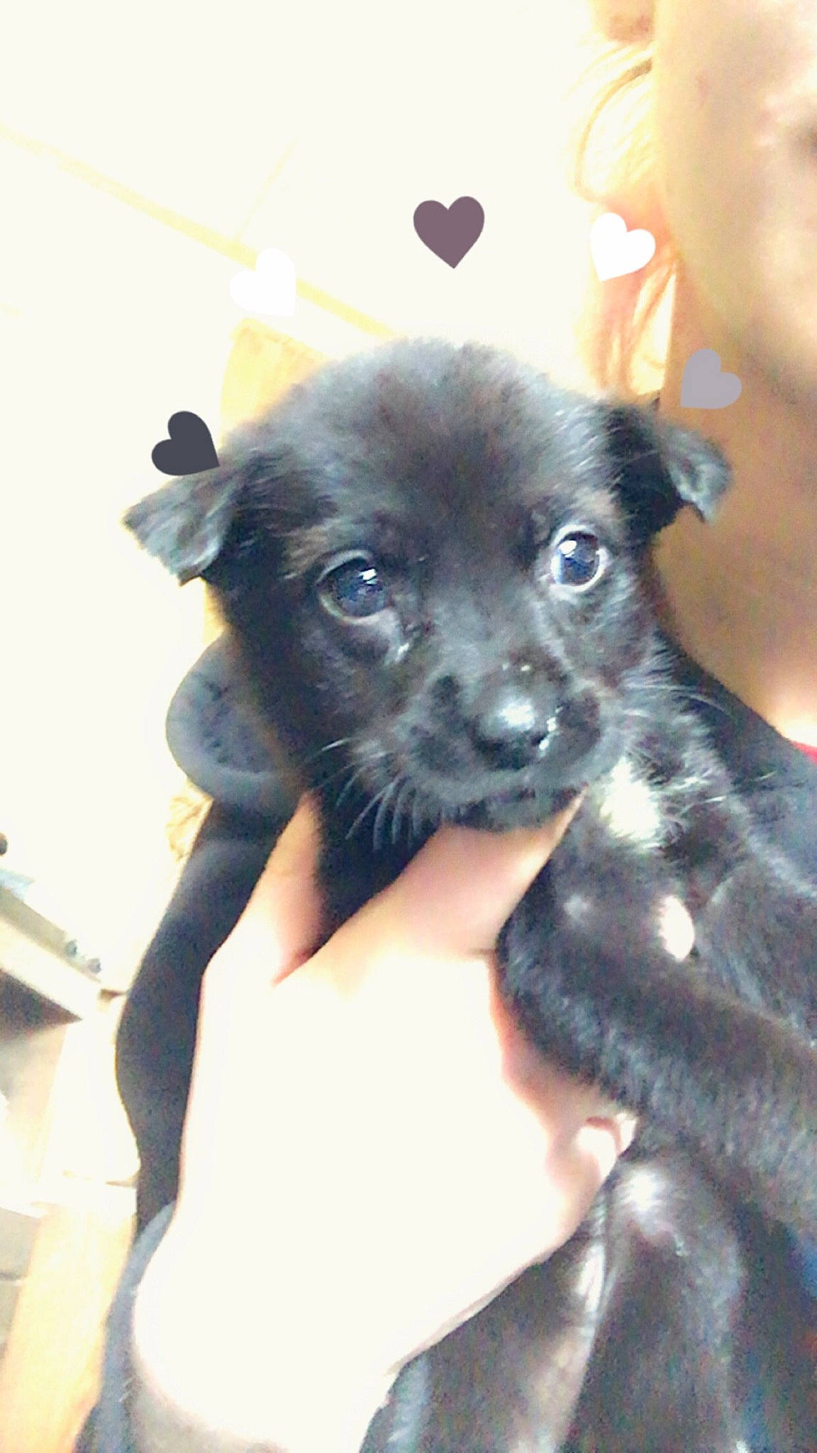 Little Foot joined the competition — help win amazing prizes! canidae, carnivore, chihuahua, companion_dog, corgi_chihuahua, dog, dog_breed, ear, electric_blue, fawn, fur, non_sporting_group, puppy, sporting_group, terrestrial_animal, toy_dog, whiskers, working_animal