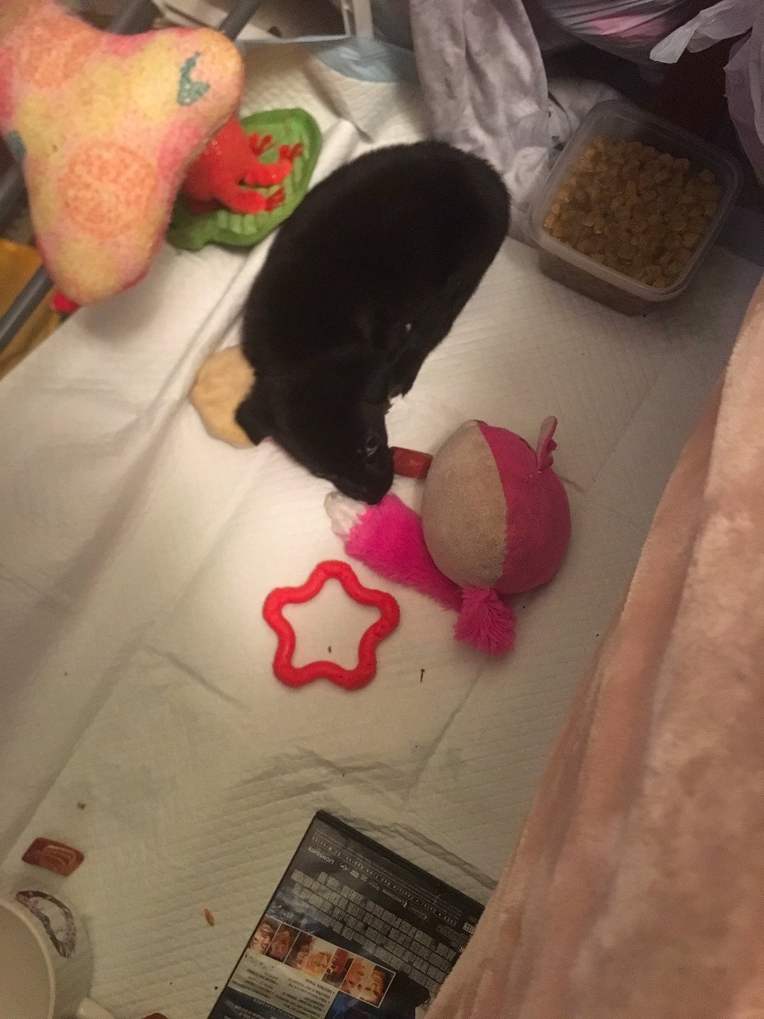 Little Foot joined the competition — help win amazing prizes! apple, bedding, carmine, comfort, companion_dog, felidae, flooring, font, fur, linens, newspaper, publication, red, room, stuffed_toy, tail, textile, toy, visual_arts, wood