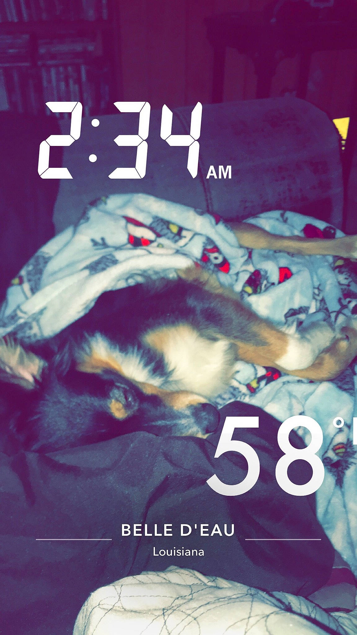 Dakoda joined the competition — help win amazing prizes! book_cover, canidae, carnivore, cat, companion_dog, darkness, domestic_short_haired_cat, felidae, font, fur, linens, paw, photo_caption, poster, publication, room, small_to_medium_sized_cats, tail, textile, whiskers