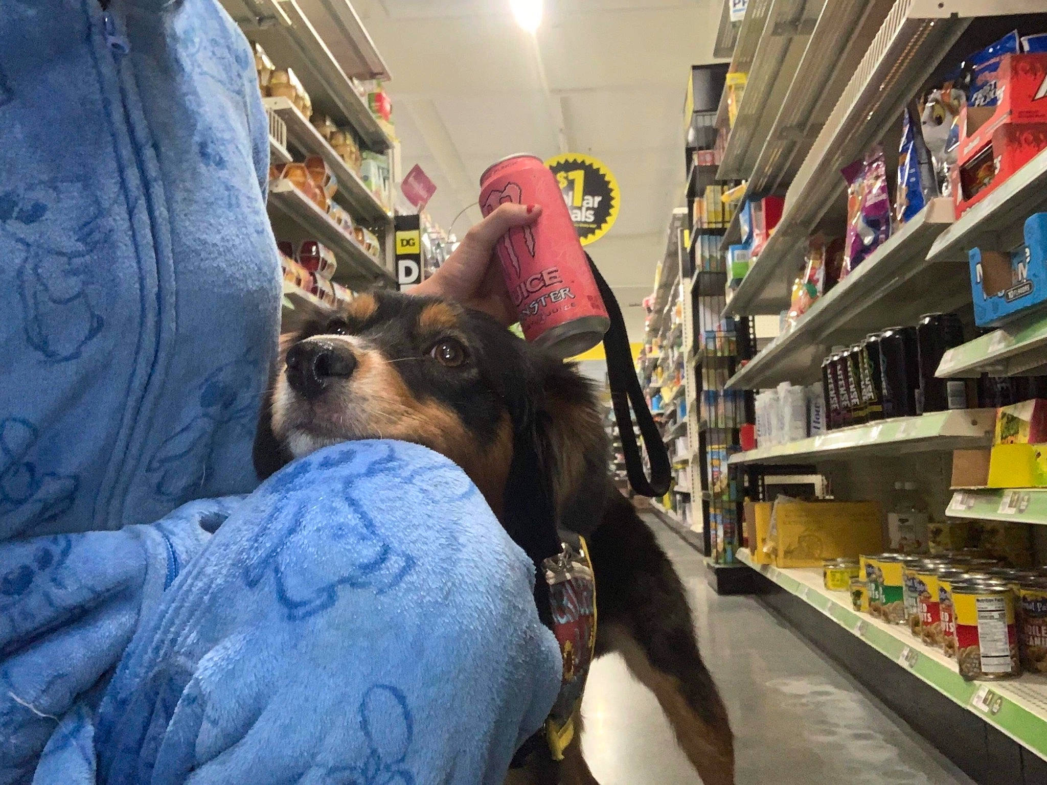 Dakoda joined the competition — help win amazing prizes! art, canidae, city, companion_dog, convenience_store, customer, dog, dog_breed, fawn, flooring, fun, fur, personal_protective_equipment, retail, service, shelf, snout, sporting_group, sunglasses, working_animal