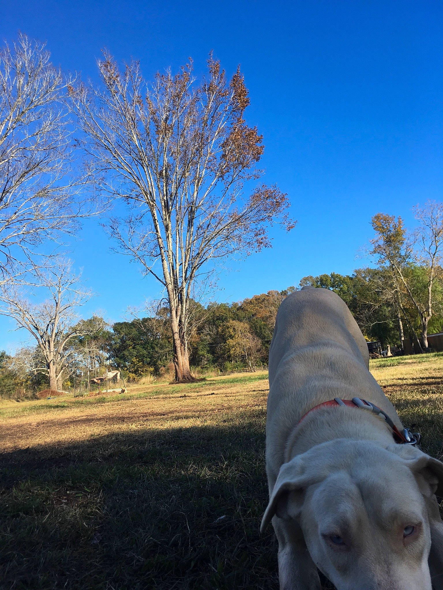 Polar joined the competition — help win amazing prizes! canidae, carnivore, companion_dog, dog, dog_breed, fawn, grass, grassland, great_dane, landscape, natural_landscape, plant, sky, snout, soil, sporting_group, tail, tree, twig, working_animal