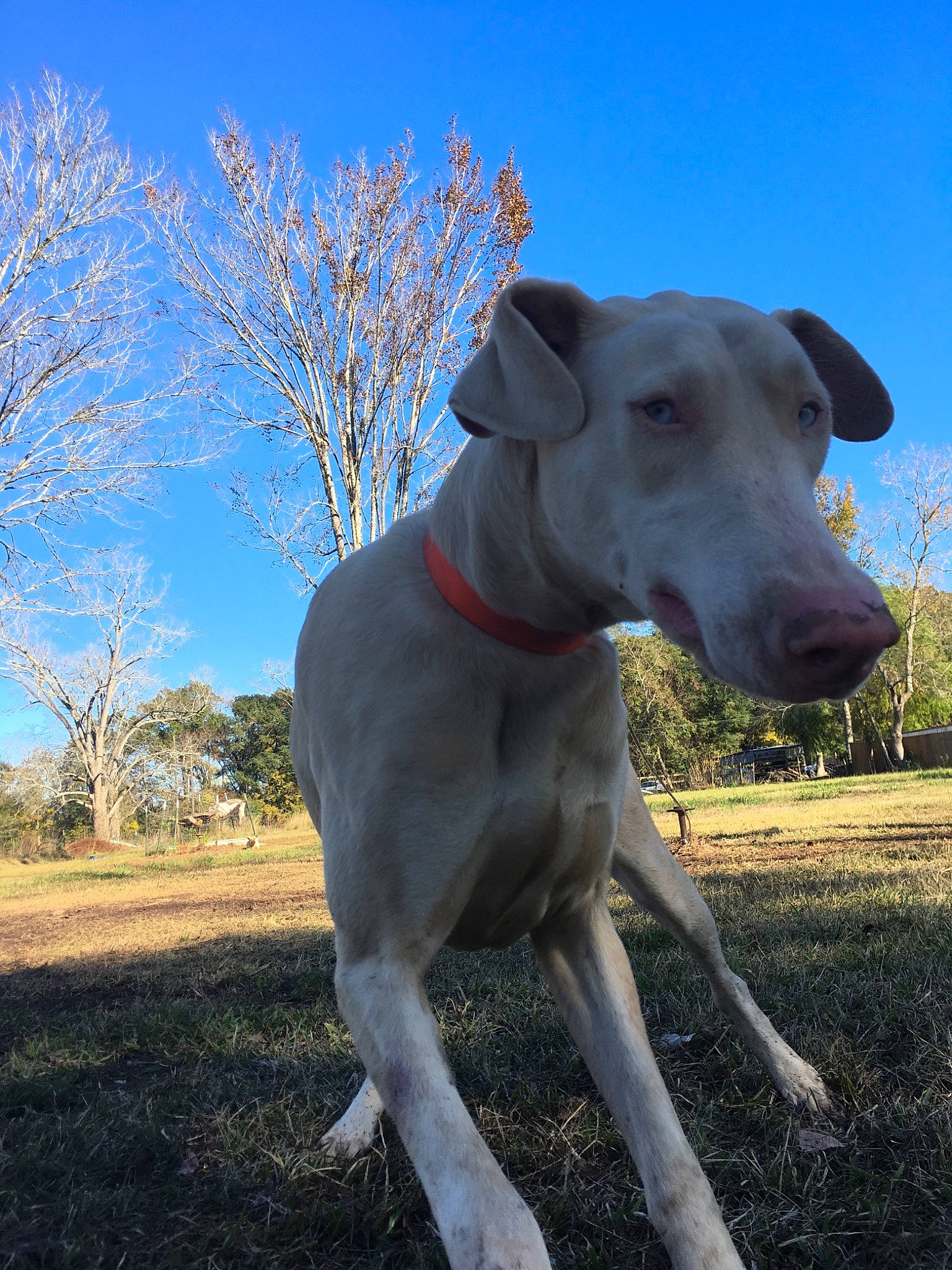 Polar joined the competition — help win amazing prizes! carnivore, collar, companion_dog, dog, dog_breed, dog_collar, fawn, grass, guard_dog, gun_dog, plant, rampur_greyhound, sky, snout, sporting_group, tail, terrestrial_animal, tree, twig, working_animal