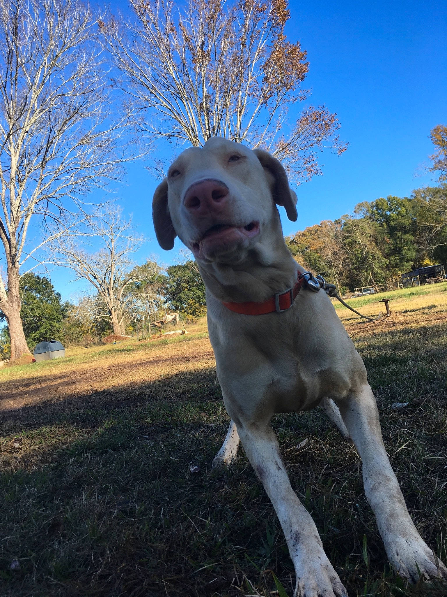 Polar joined the competition — help win amazing prizes! canidae, carnivore, collar, companion_dog, dog, dog_breed, dog_collar, fawn, grass, gun_dog, hunting_dog, landscape, liver, plant, sky, soil, sporting_group, tail, tree, working_animal