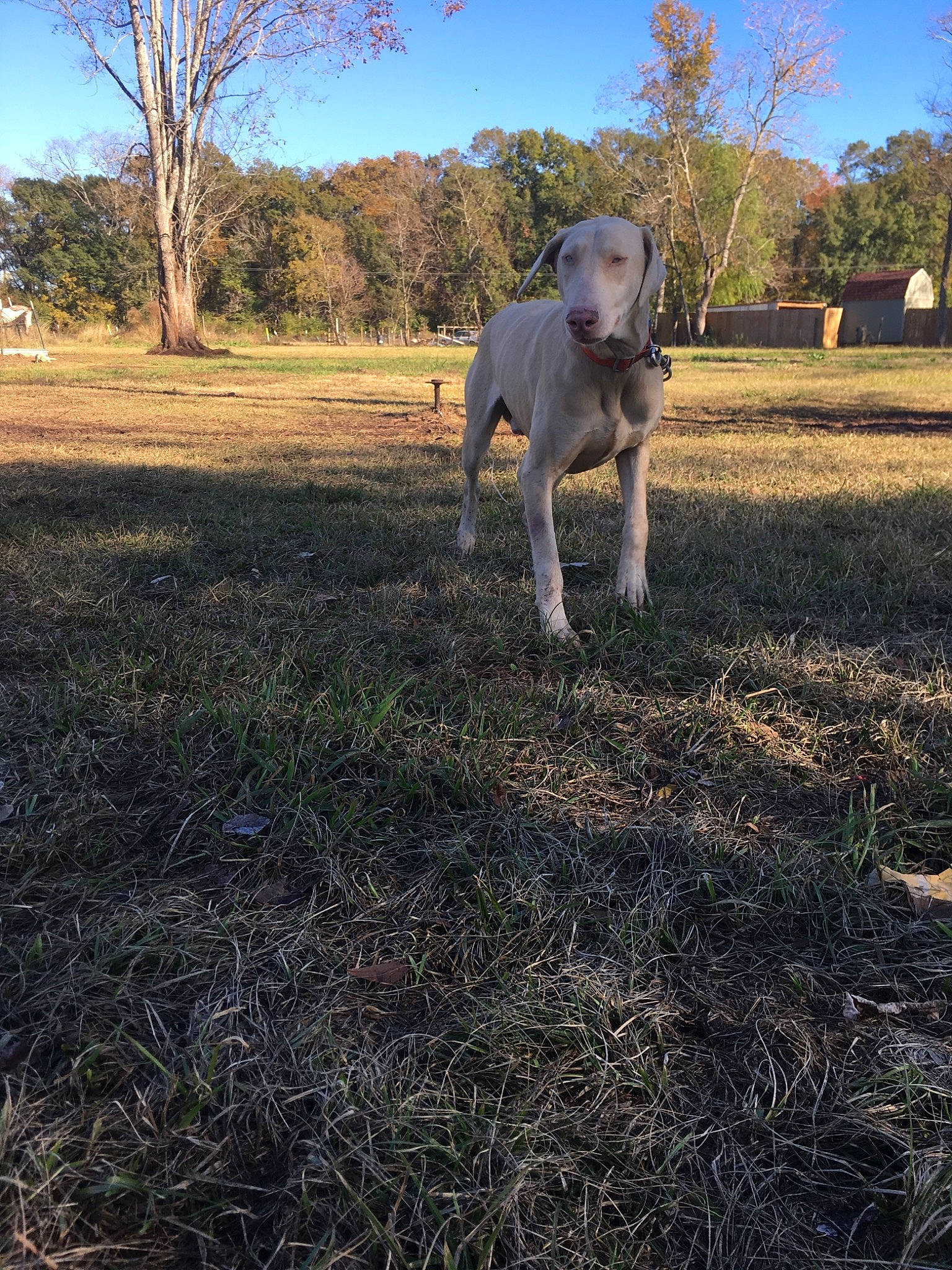 Polar joined the competition — help win amazing prizes! carnivore, companion_dog, dog, dog_breed, fawn, grass, grassland, landscape, meadow, pasture, plain, plant, prairie, sky, soil, sporting_group, tail, terrestrial_animal, tree, working_animal