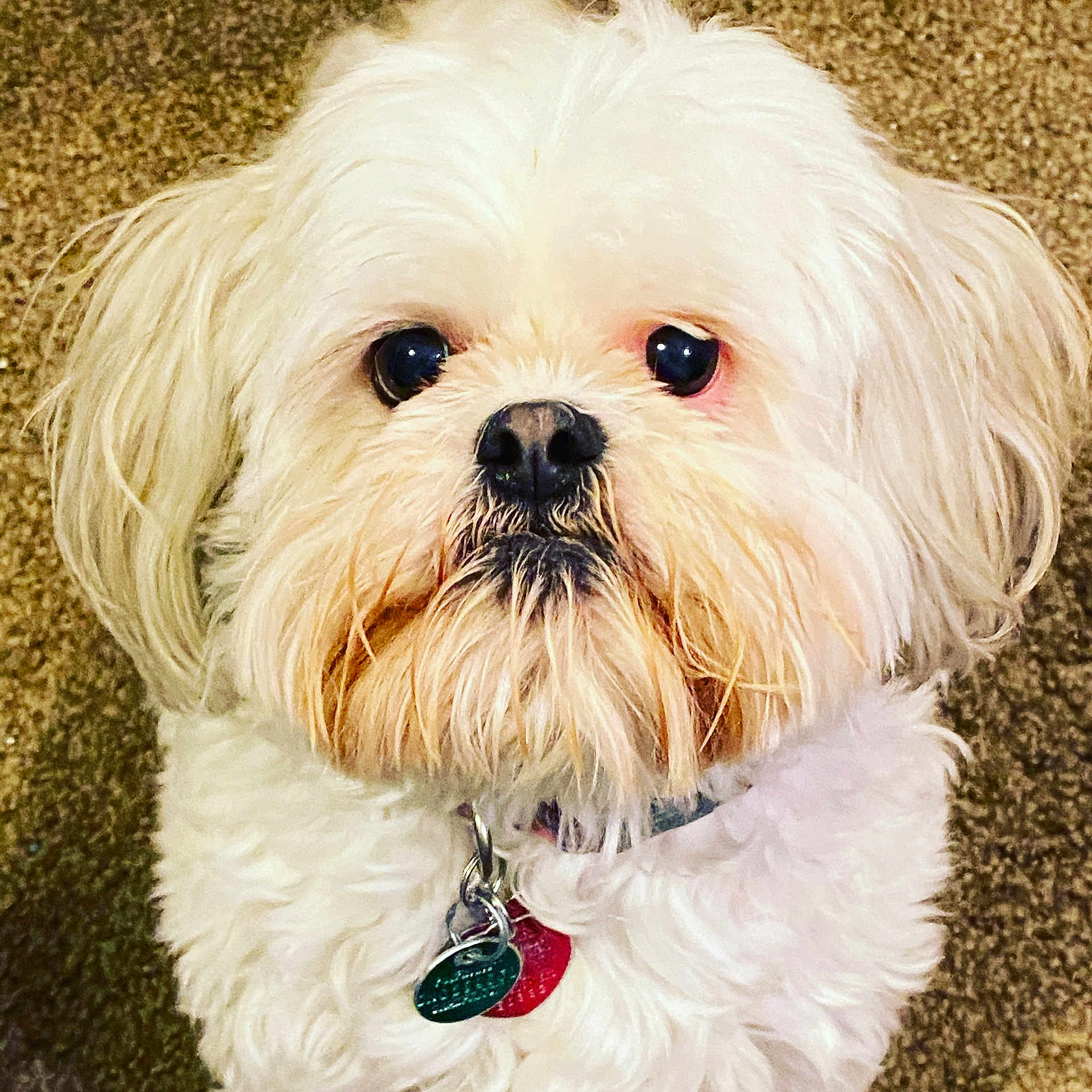 Daisy is registered to the contest to win money with this photo: accessories, affenpinscher, animal, bodypart, canine, collar, dog, jewelry, mouth, necklace, pendant, person, pet, poodle, puppy, terrier, whitedog
