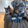dog, cat, pet, indoor, close_up, black_fur, tortoiseshell_cat, curious, relaxed, couch, furniture, wood_floor, door, home, animal, companion, cute, furry, whiskers, ears