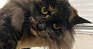 Denali joined the competition — help win amazing prizes! cat, tortoiseshell, fluffy_fur, yellow_eyes, curious, portrait, pet, indoor, close_up, whiskers, ears, feline, animal, cute, domestic_cat, soft_light, window_blinds, fur_texture, looking, face