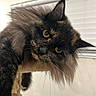 cat, tortoiseshell, fluffy_fur, yellow_eyes, curious, portrait, pet, indoor, close_up, whiskers, ears, feline, animal, cute, domestic_cat, soft_light, window_blinds, fur_texture, looking, face