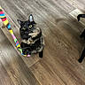 Denali joined the competition — help win amazing prizes! cat, tortoiseshell, toy, colorful, wooden_floor, pet, indoor, playful, curious, animal, feline, black_dog, tail, paw, flooring, domestic, mammal, wide_eyes, pet_toy, striped