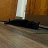 Aloura is registered to the contest to win money with this photo: animal, black_cat, cat, domestic_animal, door, feline, floor, home, indoor, lying_down, mat, pet, quiet, quiet_moment, relaxed, resting, shadow, still_life, watchful, wooden_door