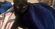 Aloura joined the competition — help win amazing prizes! animal, bedroom, black_cat, blanket, cat, comfort, cozy, curious, curtains, cute, feline, fur, indoor, pet, resting, soft, striped, towel, wide_eyes, window