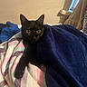 animal, bedroom, black_cat, blanket, cat, comfort, cozy, curious, curtains, cute, feline, fur, indoor, pet, resting, soft, striped, towel, wide_eyes, window