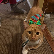 Nala joined the competition — help win amazing prizes! cat, orange_tabby, elf_hat, indoor, carpet, foot, sock, person, floor, feline, pet, curious, walking, domestic, animal, whiskers, ears, tail, household, background