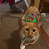 cat, orange_tabby, elf_hat, indoor, carpet, foot, sock, person, floor, feline, pet, curious, walking, domestic, animal, whiskers, ears, tail, household, background