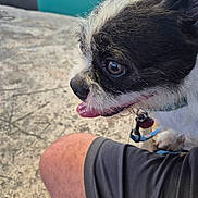 Boosho is registered to the contest to win money with this photo: animal, black_and_white, close_up, collar, companion, concrete, dog, fur, gray_shorts, happy, knee, leash, outdoor, panting, person, pet, shorts, side_profile, small_dog, tongue_out