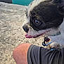 animal, black_and_white, close_up, collar, companion, concrete, dog, fur, gray_shorts, happy, knee, leash, outdoor, panting, person, pet, shorts, side_profile, small_dog, tongue_out