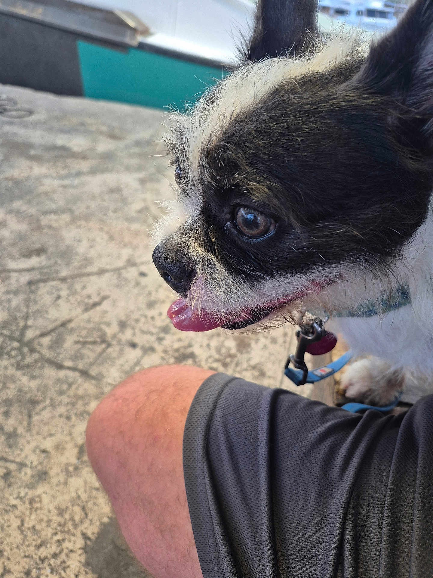Boosho is registered to the contest to win money with this photo: animal, black_and_white, close_up, collar, companion, concrete, dog, fur, gray_shorts, happy, knee, leash, outdoor, panting, person, pet, shorts, side_profile, small_dog, tongue_out