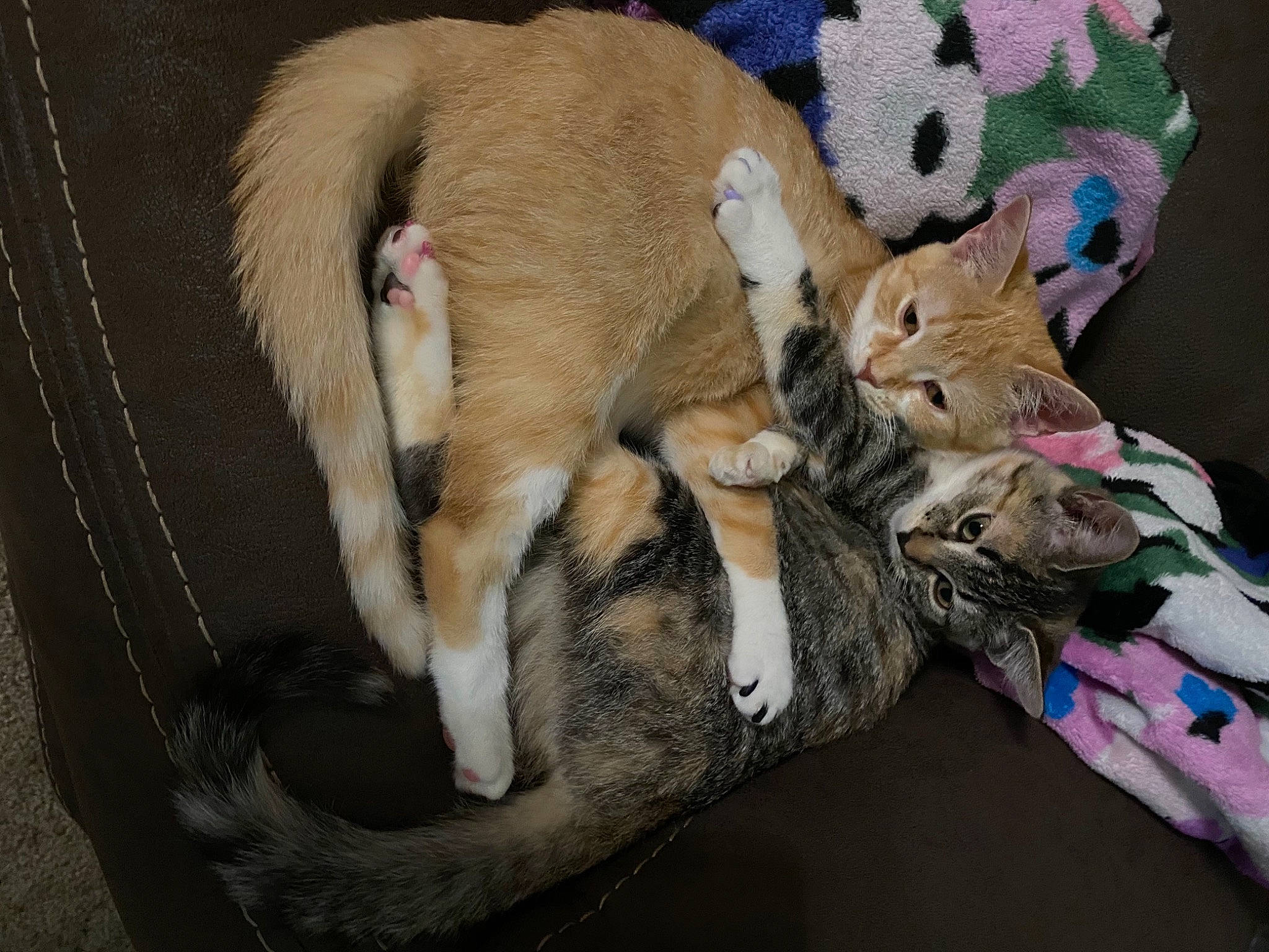 Arizona joined the competition — help win amazing prizes! bag, carnivore, cat, comfort, companion_dog, couch, domestic_short_haired_cat, fawn, felidae, fur, luggage_and_bags, mammal, paw, small_to_medium_sized_cats, stuffed_toy, tail, textile, toy, vertebrate, whiskers