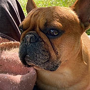 Otis a rejoint le concours — aidez-le/la à gagner de superbes lots ! animal, brown, canine, close_up, companion, cozy, dog, ears, face, french_bulldog, fur, grass, knitted_fabric, nature, outdoor, pet, portrait, relaxed, snout, sunlight