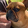 animal, brown, canine, close_up, companion, cozy, dog, ears, face, french_bulldog, fur, grass, knitted_fabric, nature, outdoor, pet, portrait, relaxed, snout, sunlight