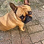 adorable, animal, brick, brown, canine, cute, dog, ears, eyes, face, french_bulldog, fur, looking_up, outdoor, pavement, pet, sitting, small_dog, texture, wrinkles