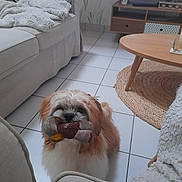 Riley participe au concours pour gagner de l'argent avec cette photo : dog, toy, plush_toy, living_room, sofa, blanket, floor, tile_floor, table, rug, cushion, television, furniture, pet, indoor, fur, cute, small_dog, home, cozy