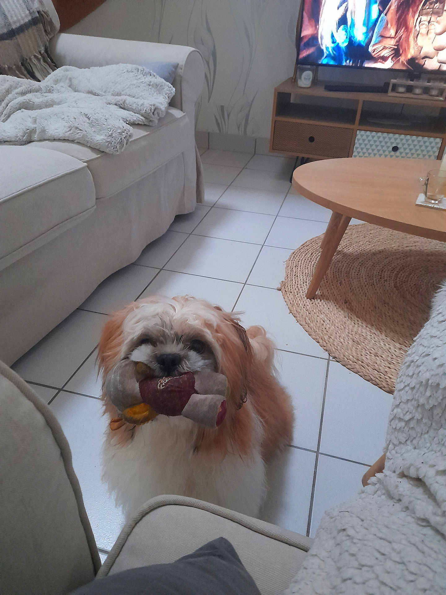 Riley participe au concours pour gagner de l'argent avec cette photo : dog, toy, plush_toy, living_room, sofa, blanket, floor, tile_floor, table, rug, cushion, television, furniture, pet, indoor, fur, cute, small_dog, home, cozy